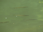 FZ016777 Fish in Mosel.jpg